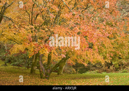 Foglie di acero giapponese girare oro e rosso nella caduta Bainbridge Island Washington STATI UNITI D'AMERICA Foto Stock