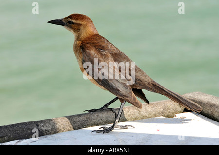 Femmina Grackle boattail un popolare dagli stati del sud uccello Foto Stock