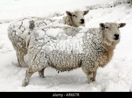 Due pecore con loro in pile coperte di neve dopo una bufera di neve durante l'inverno vicino a Braemar, Aberdeenshire, Scotland, Regno Unito Foto Stock