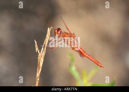 Skimmer fiamma Libellula saturata Tucson in Arizona Stati Uniti LIBELLULIDAE ODONATI Foto Stock