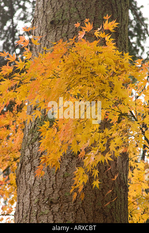 Foglie di acero giapponese - Acer palmatum - indicatore di oro e rosso nella caduta Bainbridge Island Washington STATI UNITI D'AMERICA Foto Stock