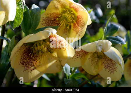 HELLEBORUS X HYBRIDUS PRECEDENTEMENTE X ORIENTALIS CLOSEUP di fiore giallo Foto Stock