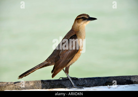 Femmina Grackle boattail un popolare dagli stati del sud uccello Foto Stock