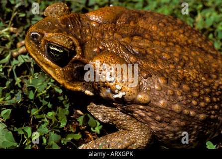 Bufo marinus o canna toad con veleno bianco proveniente da ghiandole dietro gli occhi Foto Stock