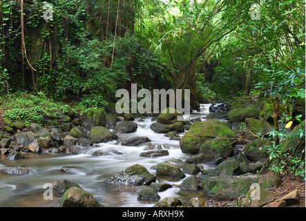 Fiume rulli intorno coperte di muschio massi a Charles Judd Memorial grove di Norfolk Pines. Foto Stock