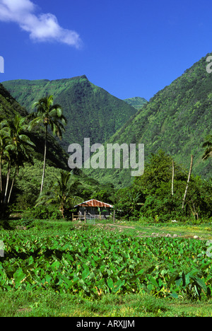 Taro in una fattoria in Valle Waipio sulla Big Island Foto Stock