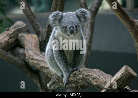 Un Koala alla Tama Zoo Tokyo Giappone Foto Stock
