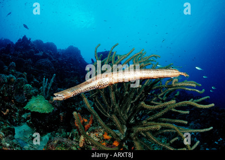 Trumpetfish Aulostomus maculatus Mar dei Caraibi Belize Foto Stock