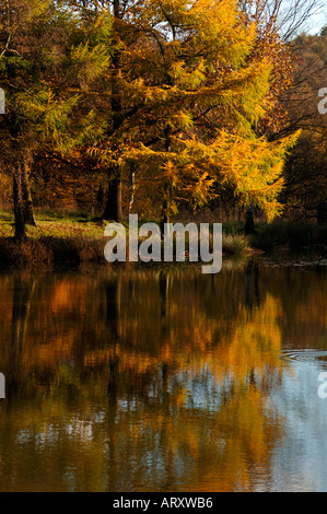 Paesaggio autunnale prese a valle Consul in Staffordshire Inghilterra Foto Stock