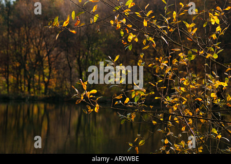 Paesaggio autunnale prese a valle Consul in Staffordshire Inghilterra Foto Stock