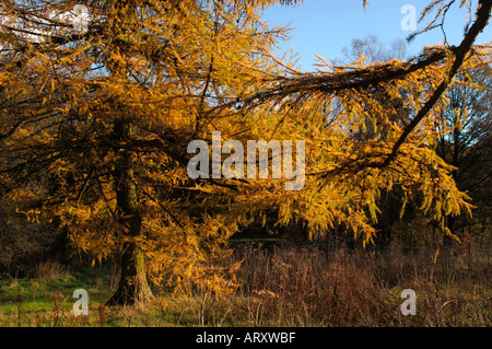 Paesaggio autunnale prese a valle Consul in Staffordshire Inghilterra Foto Stock