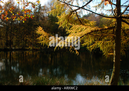 Paesaggio autunnale prese a valle Consul in Staffordshire Inghilterra Foto Stock