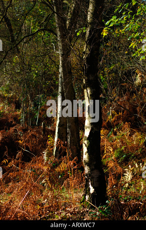 Paesaggio autunnale,prese a valle Consul in Staffordshire Inghilterra Foto Stock