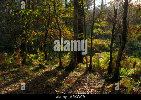 Paesaggio autunnale,prese a valle Consul in Staffordshire Inghilterra Foto Stock