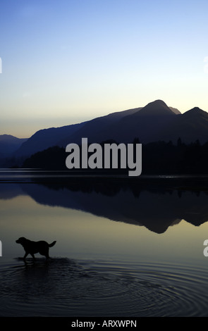 Il labrador nero corre attraverso icy Derwent Water nel distretto del lago con lakeland fells in background Foto Stock