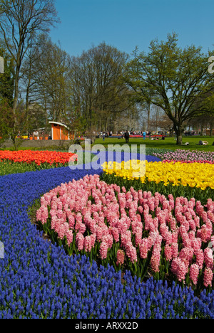 Giardini Keukenhof vicino a Lisse display floreali di tulipani e giacinti Olanda Paesi Bassi EU Europe Foto Stock