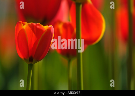 Giardini Keukenhof vicino a Lisse red tulipani olandesi nei Paesi Bassi EU Europe Foto Stock