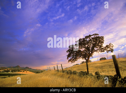 Una solitaria quercia in Sutter Buttes della California Foto Stock