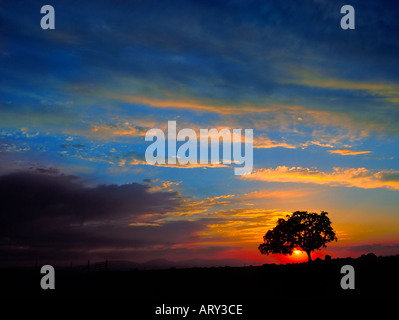 Una solitaria quercia al tramonto nel Sutter Buttes della California Foto Stock