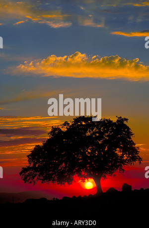 Una solitaria quercia al tramonto nel Sutter Buttes della California Foto Stock