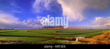 Una vista panoramica di appena germogliato di campi di riso sotto il Sutter Buttes nella valle del Sacramento della California Foto Stock