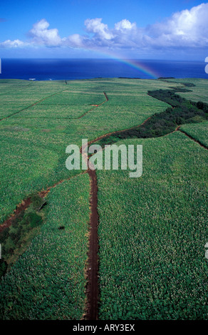Vista aerea dei campi di canna da zucchero di Maui colorata da un bellissimo arcobaleno in background Foto Stock