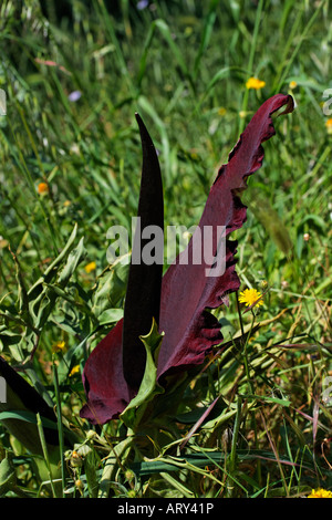 Dracunculus vulgaris, Dragon arum, grande drago Foto Stock