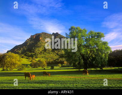 Il pascolo di bestiame in Sutter Buttes della California Foto Stock