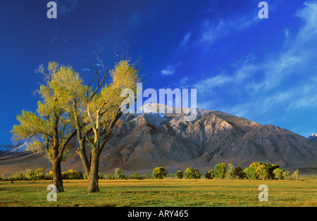 Golden caduta pioppi neri americani alberi e Mt Tom nella parte orientale della Sierra Nevada della California Foto Stock