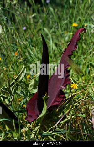 Dracunculus vulgaris, Dragon arum, grande drago Foto Stock