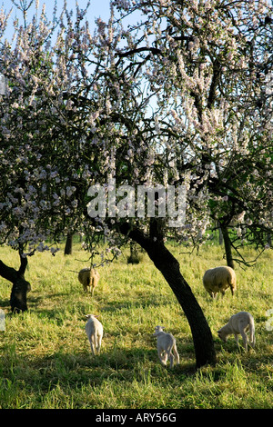Le pecore e i mandorli in fiore. Vicino a Binissalem village. Isola di Maiorca. Spagna Foto Stock