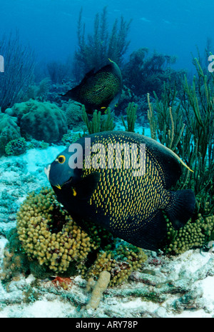 Francese Pomacanthus Angelfishes parù Mar dei Caraibi Bonaire Foto Stock