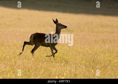 Red Deer () in esecuzione, Lochdon, Isle of Mull, Regno Unito. Foto Stock