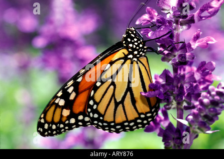Farfalla monarca sul fiore Foto Stock
