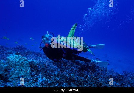 Una donna sub nuota lungo il lato di una tartaruga verde alle Hawaii di barriere coralline. Nome Hawaiiano per la tartaruga marina è Honu. Foto Stock