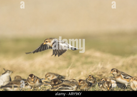 Snow Bunting plectrophenax nivalis singolo uccello in bilico su uccelli di alimentazione sul litorale nord saltings Norfolk Regno Unito Febbraio Foto Stock