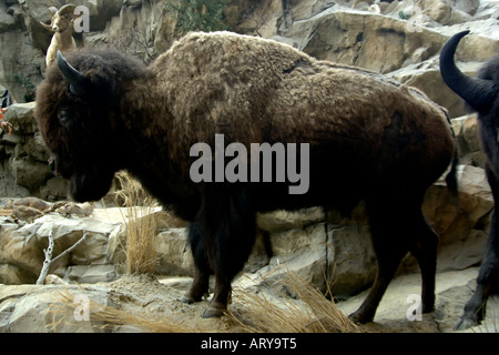 Bisonti americani. Chiamato bufali in Nord America questi animali una volta che si aggiravano dappertutto negli Stati Uniti. Foto Stock