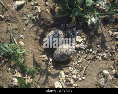 Stone Curlew nido e uova Foto Stock