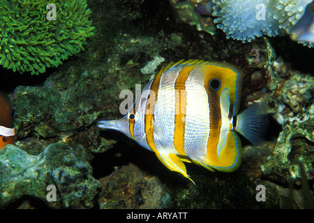 Il copperband pesci farfalla è uno di Waikiki Aquarium di specie colorate Foto Stock