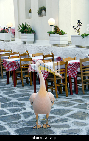 Petros il famoso pelican distrae i visitatori per i ristoranti nella piccola Venezia sull'isola greca di Mykonos in Grecia Foto Stock