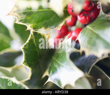 Primo piano di foglie di agrifoglio con bacche Foto Stock