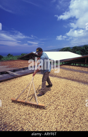 L'uomo la rastrellatura Kona Coffee beans di essiccazione al sole, Greenwell Fattorie, Kealakekua Foto Stock