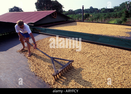 L'uomo la rastrellatura Kona Coffee beans di essiccazione al sole, Greenwell Fattorie, Kealakekua Foto Stock