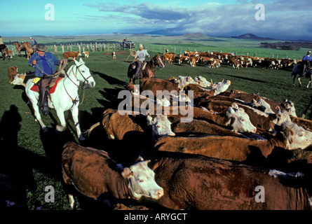 Paniolo (cowboy) radunare il bestiame, Parker Ranch, Waimea Foto Stock