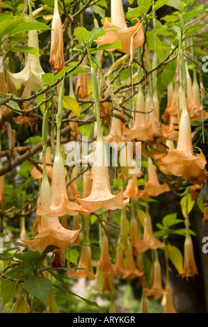 Angoli Angelo tromba fiore fiori pianta brugmansia primo piano Madeira Portogallo UE Europa Foto Stock