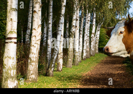 Vacca a bordo della foresta Foto Stock