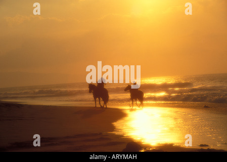 Passeggiate a cavallo sulla North Shore di Oahu durante il tramonto Foto Stock