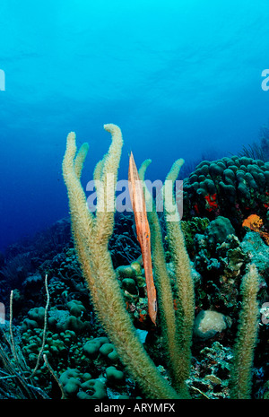Trumpetfish Aulostomus maculatus Mar dei Caraibi Cuba Foto Stock