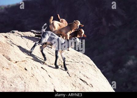 Tre baby capre arroccato su di un enorme masso vicino Ngurungit nel nord del Kenya Africa orientale Foto Stock