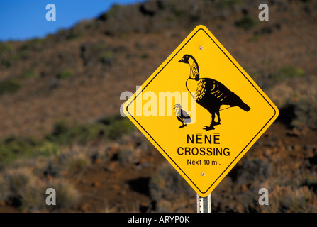 Cautionary Nene Crossing accedi Haleakala National Park in Maui. Credeva di essere discendenti di oche canadesi che sono stati Foto Stock